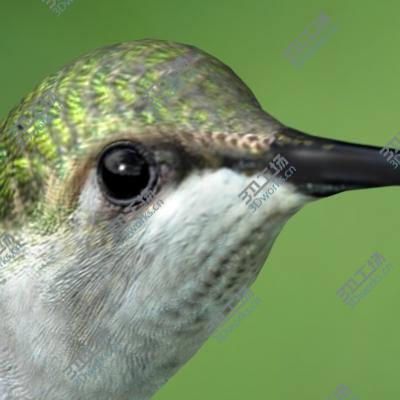 images/goods_img/202105073/Humming Bird/3.jpg